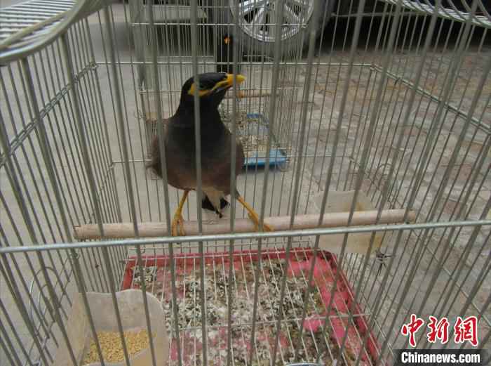 图为疑似林八哥。 毕晓东 摄 云南一村民非法捕杀、饲养野生动物被立案调查